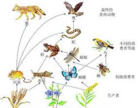  世界经济500年 500万玩家身后的经济食物链(2)