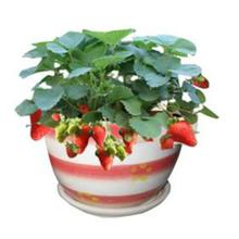  草莓盆栽种植方法 盆栽草莓有市场