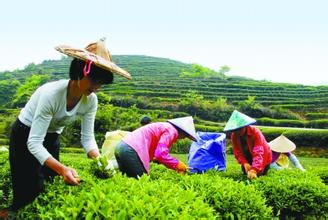  中国茶阅读答案 中国茶是和谐社会的和谐饮料