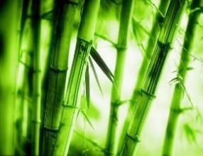  大庄竹地板 大庄林海正的竹子生意 竹材料年售额将超3亿