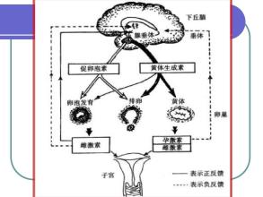  女性领导的优势 第46节：Chapter 5女性优势(1)