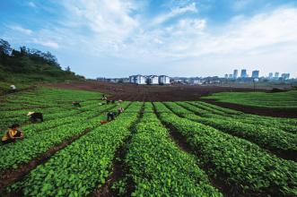  吉林省白山市 吉林白山农业保险发展缓慢原因及对策