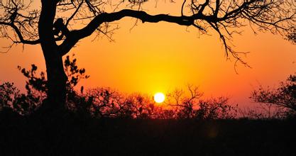  南非树：树之外的遐想