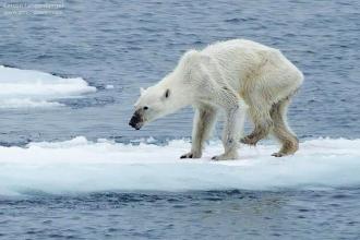 北极熊向人类求助 低碳人类！北极熊在哥本哈根会议上的呼吁