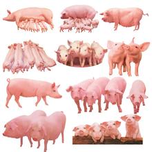  win10评级 10家猪公司“疫情”评级