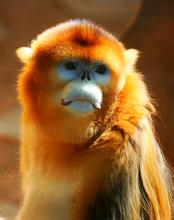  金丝猴是几级保护动物 金丝猴