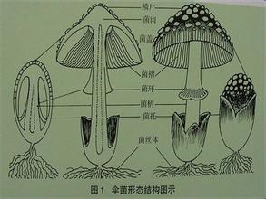  第78节：真菌