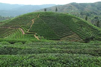  研究生职业发展调查 调查显示 茶业发展需“四化”