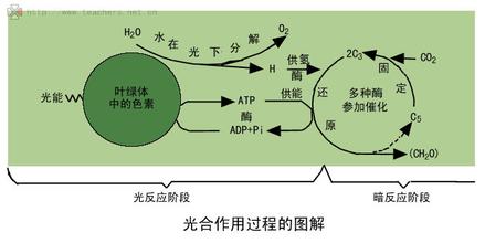  植物光合作用 光合作用的“商合作用”