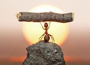  蚂蚁雄兵的意思 “蚂蚁雄兵”式的全球化
