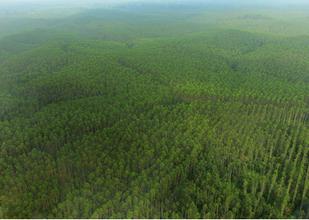  app使用调查问卷 APP中国人工林可持续发展若干问题调查1