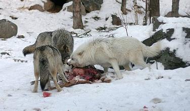  黑太狼吃羊2 狼不敢吃的羊