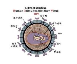  人体免疫缺陷病毒 免疫缺陷病毒