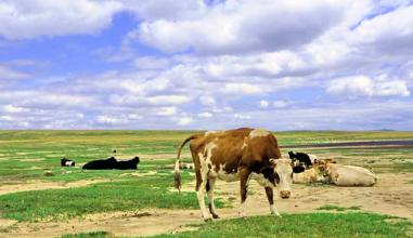  朝阳县大力发展畜牧业 奶业中兴亟需大力发展现代牧业