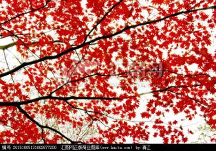  香山红叶红满天作者 巧借网络视频，“红叶”飞满天