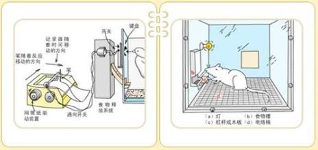 斯金纳箱子理论 斯金纳的箱子与心理学实验的迷思