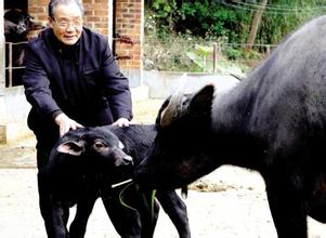 煤山雀北京亚种 世界首例亚种间克隆水牛在广西诞生