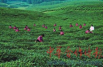 西部出版物交易中心 西部茶品牌的力量-写在《中国西部茶海特辑》出版之际