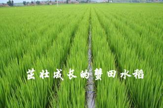  泰国茉莉香米价格 比泰国香米还贵的“生态米”----“秀龙生态米”上市推广方案实录
