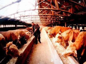  畜牧业 一季度河南省畜牧业生产继续保持稳定发展势头