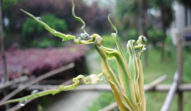  韩国风险投资：雨后春笋节节高