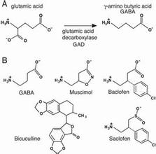  伽玛氨基丁酸 天然健康因子伽玛氨基丁酸（GABA）的生物制备