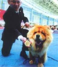  挣大钱 职业牵犬手　轻松挣大钱