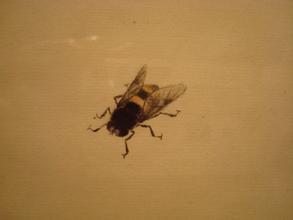  一只苍蝇的一分钟生命 学做一只灵活苍蝇