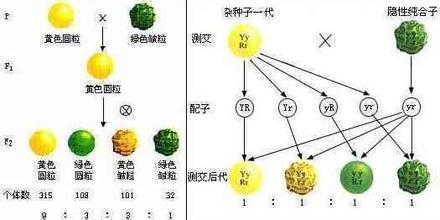  翻译适应选择论 人的自由不是选择规律而是适应规律。