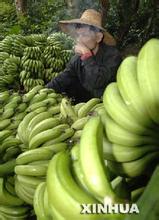 怎样医治 前列腺发炎 透过海南香蕉的脆弱应把脉医治农产品的脆弱症