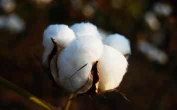  房地产期转现 棉花“期转现”业务给涉棉企业的启示