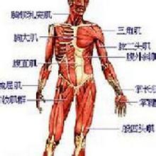  不嚼东西可以瘦咬肌 第61节：第二十五计 身东肌西