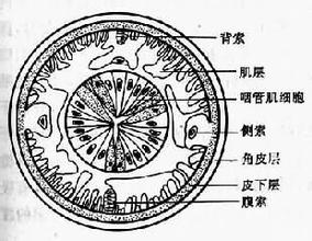  数据库的三级模式结构 第12章 模式的结构