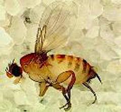  第4节：蜜蜂和苍蝇(2)