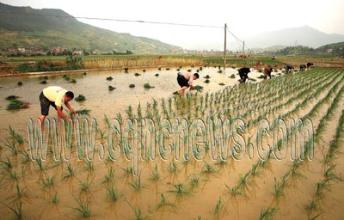  中国粮食生产现状 震区粮食生产受影响小