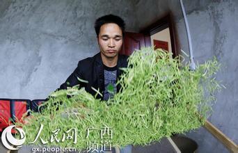  广西新型职业农民培育 广西农民 用视频吸引世界