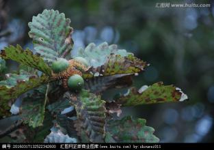  冒险岛橡果侦探团奖励 橡果开花