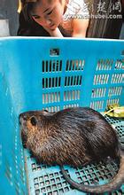  东北发现30斤大老鼠 大老鼠谈管理（二）