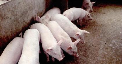  外资农业公司 高盛“养猪” 外资“偷袭”中国农业