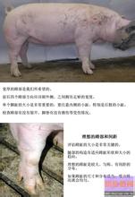  图文：一只理想主义的猪