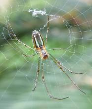  蜘蛛织网