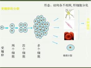  组织的形成7