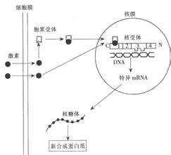  机制比激素更重要