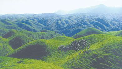  “圈地造林”：林业权流转“钱”景之惑