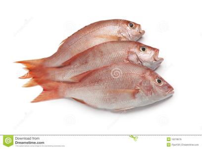 构成雌蕊的基本单位是 红鲷鱼 红鲷鱼-基本内容，红鲷鱼-由雌变雄原因