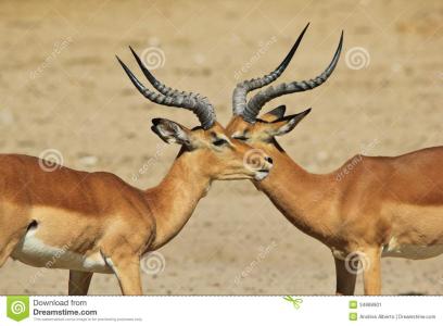 鬟羚 鬟羚-物种简介，鬟羚-生物习性