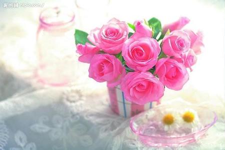粉玫瑰 粉玫瑰-简介，粉玫瑰-分布