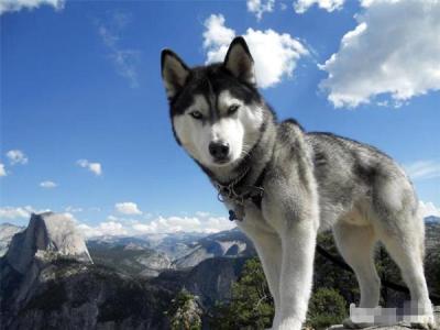 雪橇犬 西伯利亚雪橇犬  雪橇犬 西伯利亚雪橇犬 -简介，雪橇犬