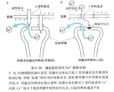 骨骼肌松弛药 骨骼肌松弛药 骨骼肌松弛药-定义，骨骼肌松弛药-按作用方式不同