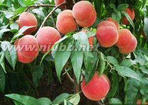 桃子 水果  桃子 水果 -概述，桃子 水果 -地理分布